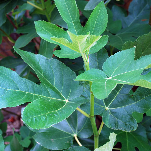 ミニイチジク ドウロウ【果樹苗9cmポット/2個セット】