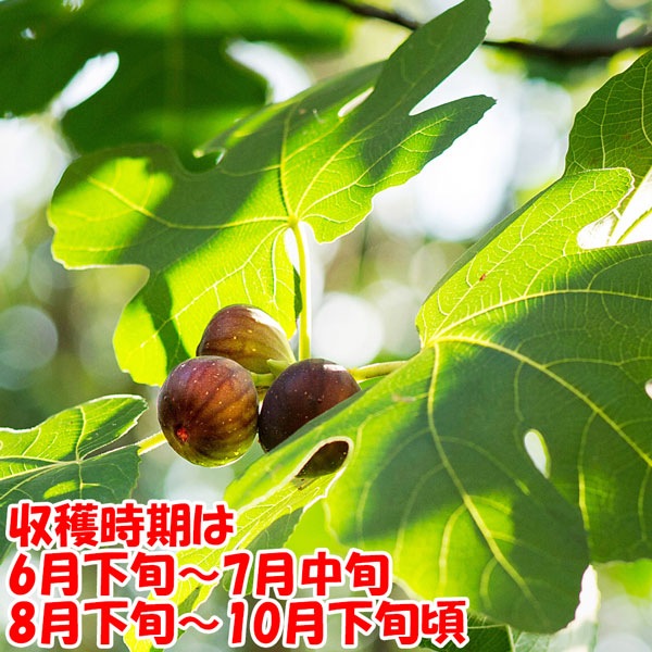 ミニイチジク ドウロウ【果樹苗9cmポット/2個セット】