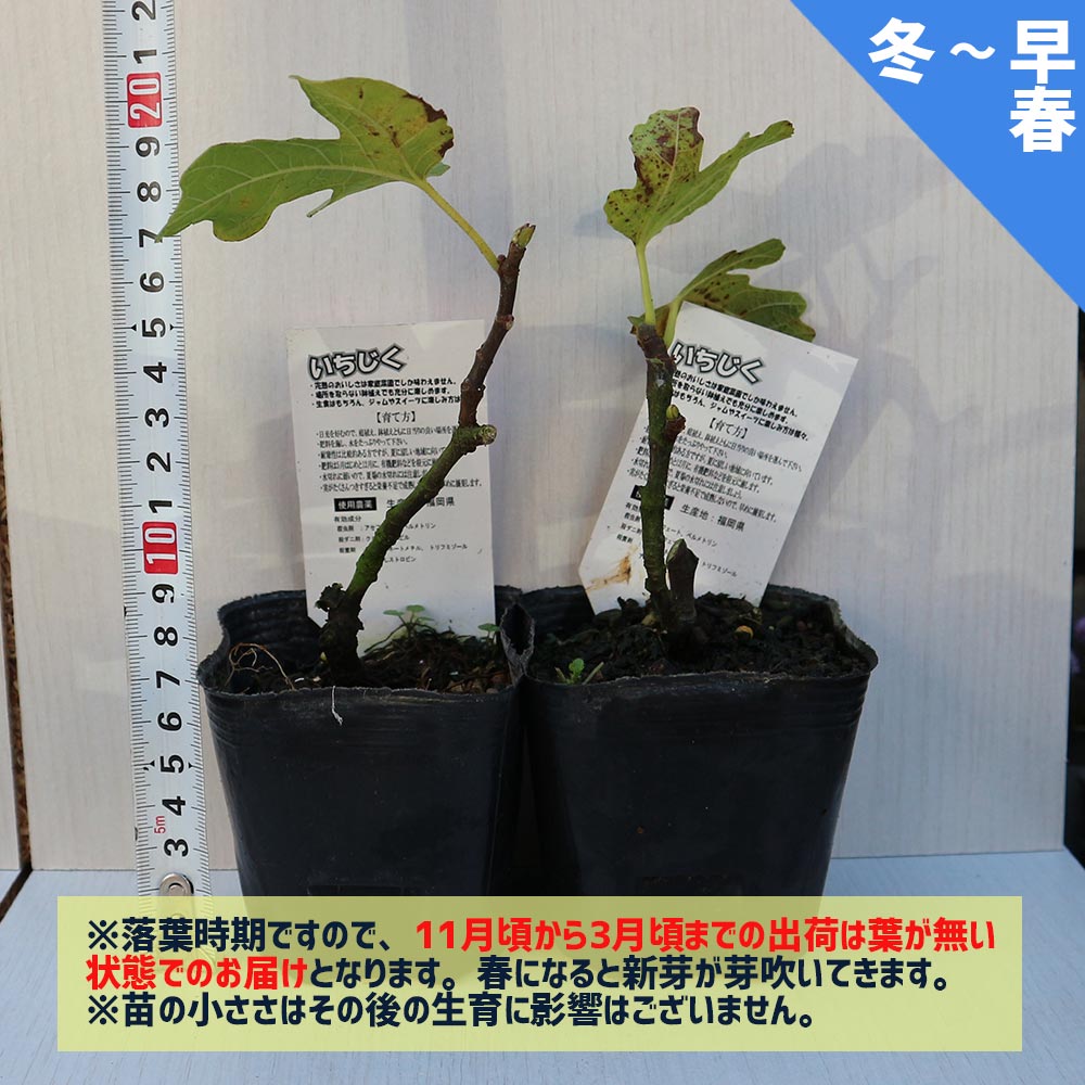 イチジク 苗木 イチジク 夏秋兼用種 ホワイトゼノア 苗 販売 苗木部 By 花