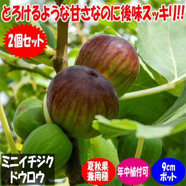 ミニイチジク ドウロウ【果樹苗9cmポット/2個セット】