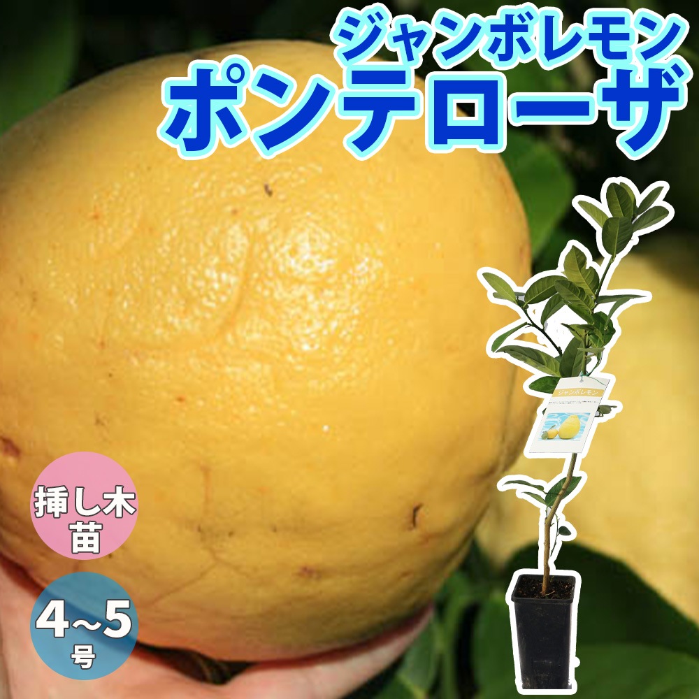 ジャンボレモン ポンテローザの苗木 1本売り【4～5号鉢／1～2年生挿し木苗】