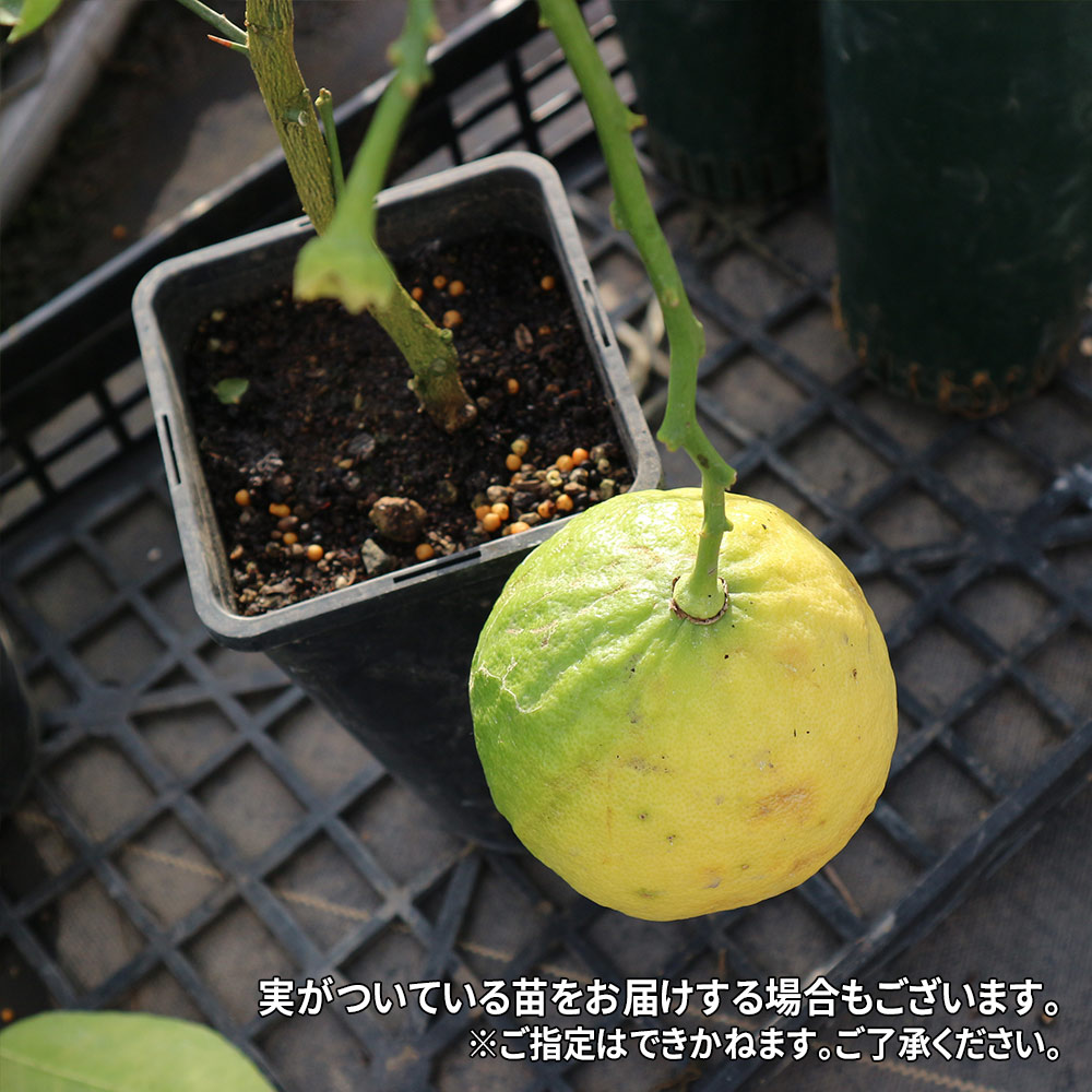 超ジャンボレモン ポンテローザの苗木 樹高:約50cm1本売り【12cmロングポット／2年生挿し木苗】
