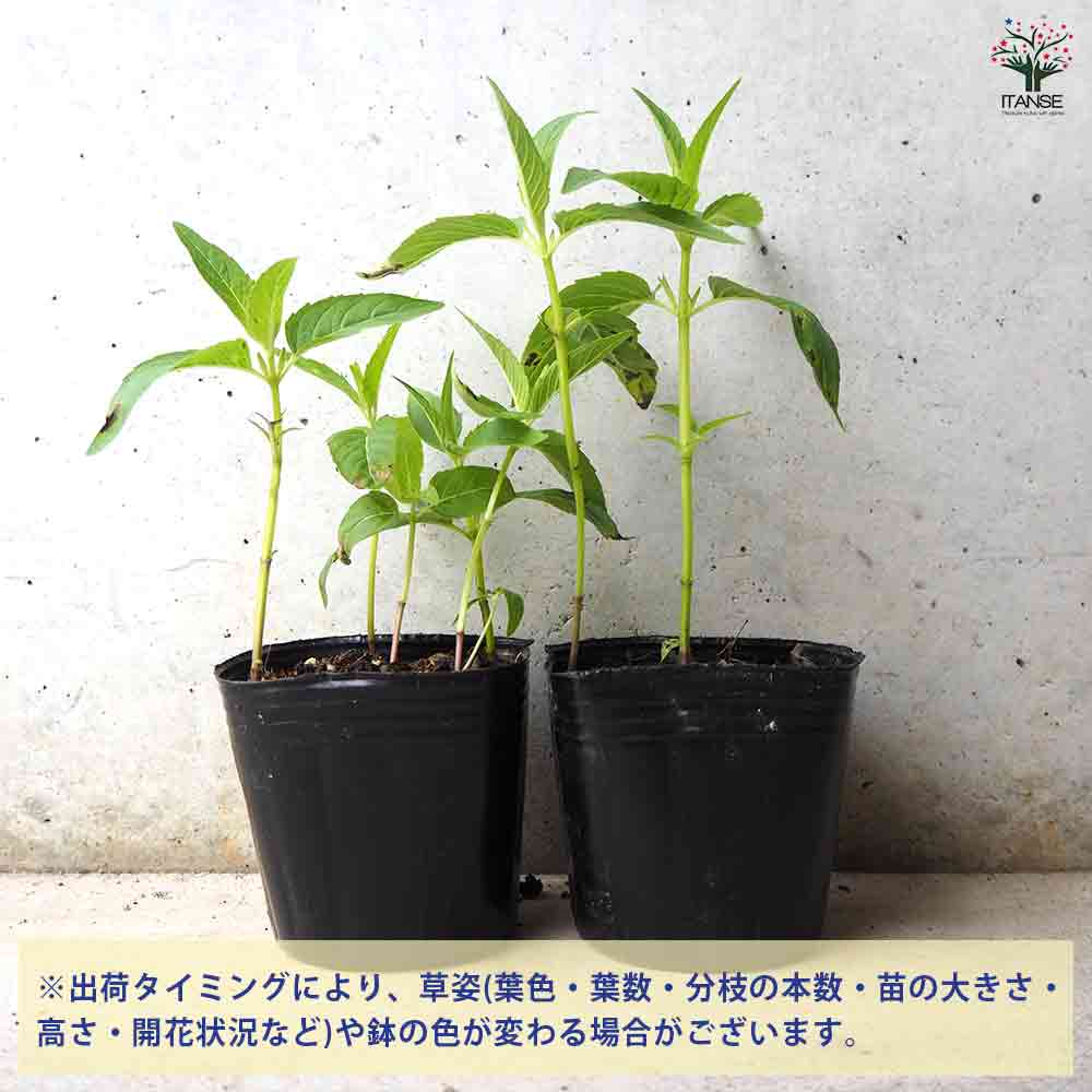 ベルガモット パープル 2個～【ハーブの苗 3号ポット】｜ 【植物の