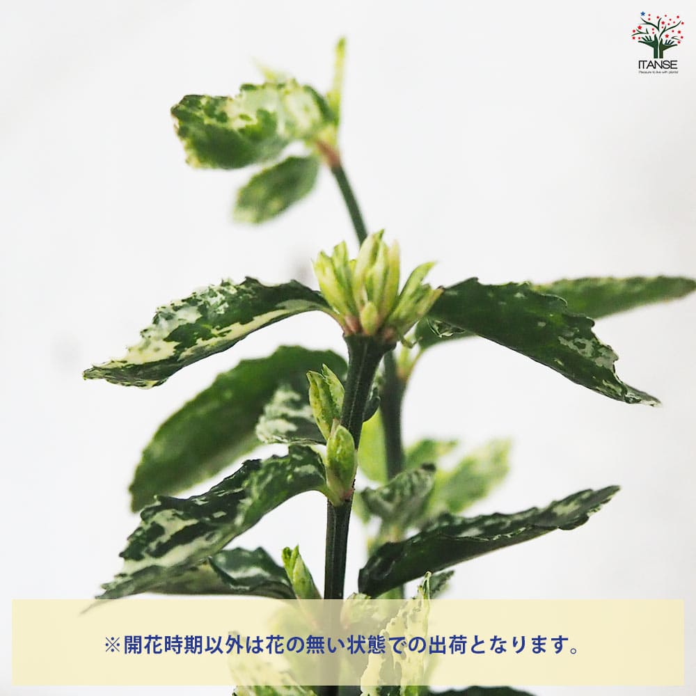 Bucephalandra sp. Varigata 小枝がたくさんある茂み ブセファランドラ