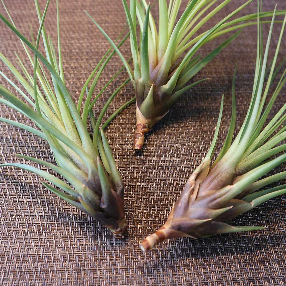 Itanse良品ｾﾚｸﾄ通販