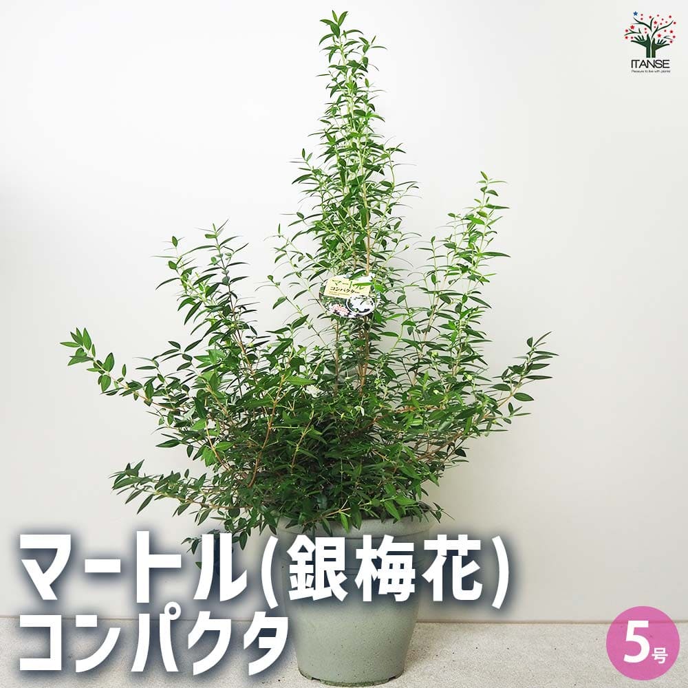 マートル(銀梅花) コンパクタ 【花木苗 5号鉢／1個売り】
