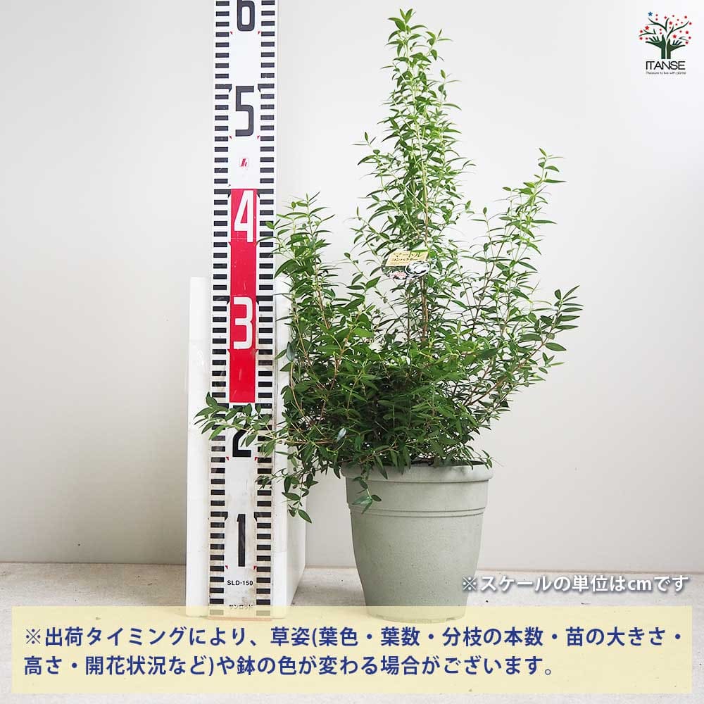 マートル(銀梅花) コンパクタ 【花木苗 5号鉢／1個売り】