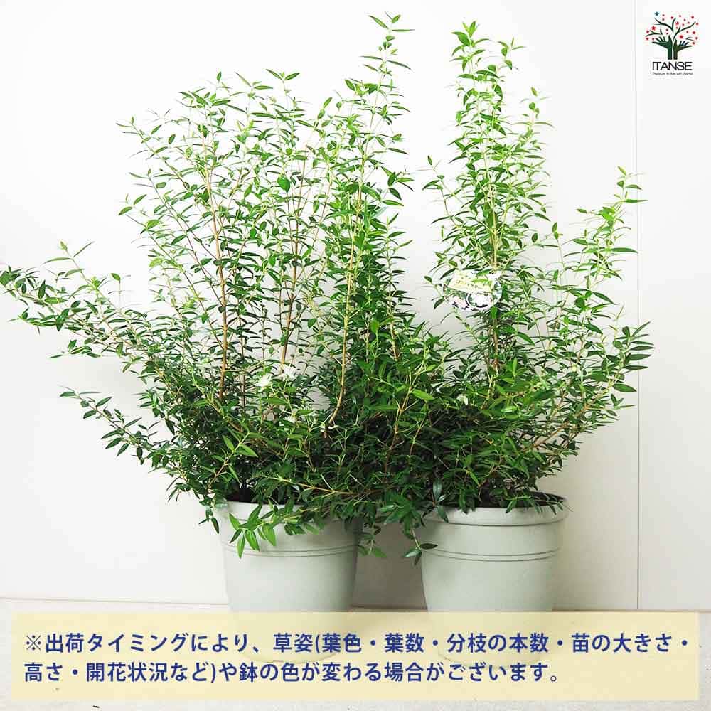 マートル(銀梅花) コンパクタ 【花木苗 5号鉢／1個売り】