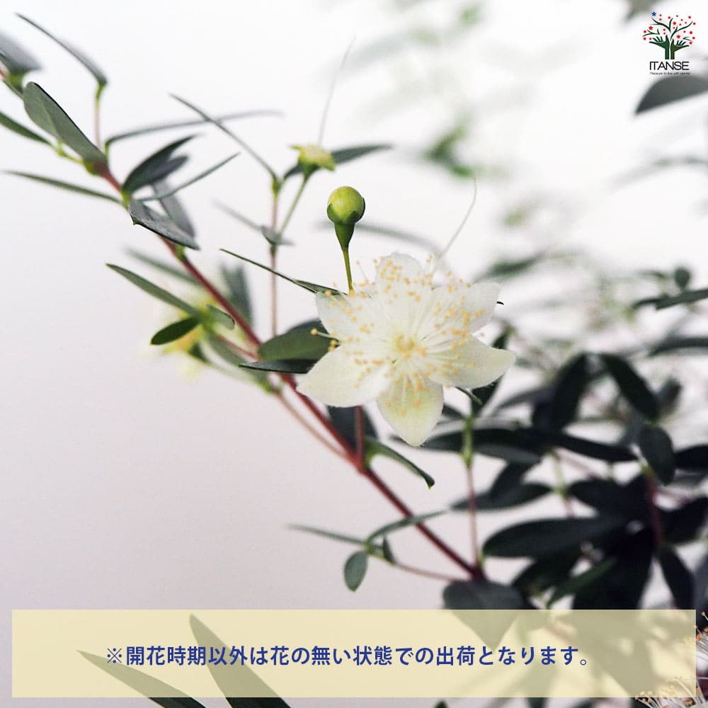 マートル(銀梅花) コンパクタ 【花木苗 5号鉢／1個売り】