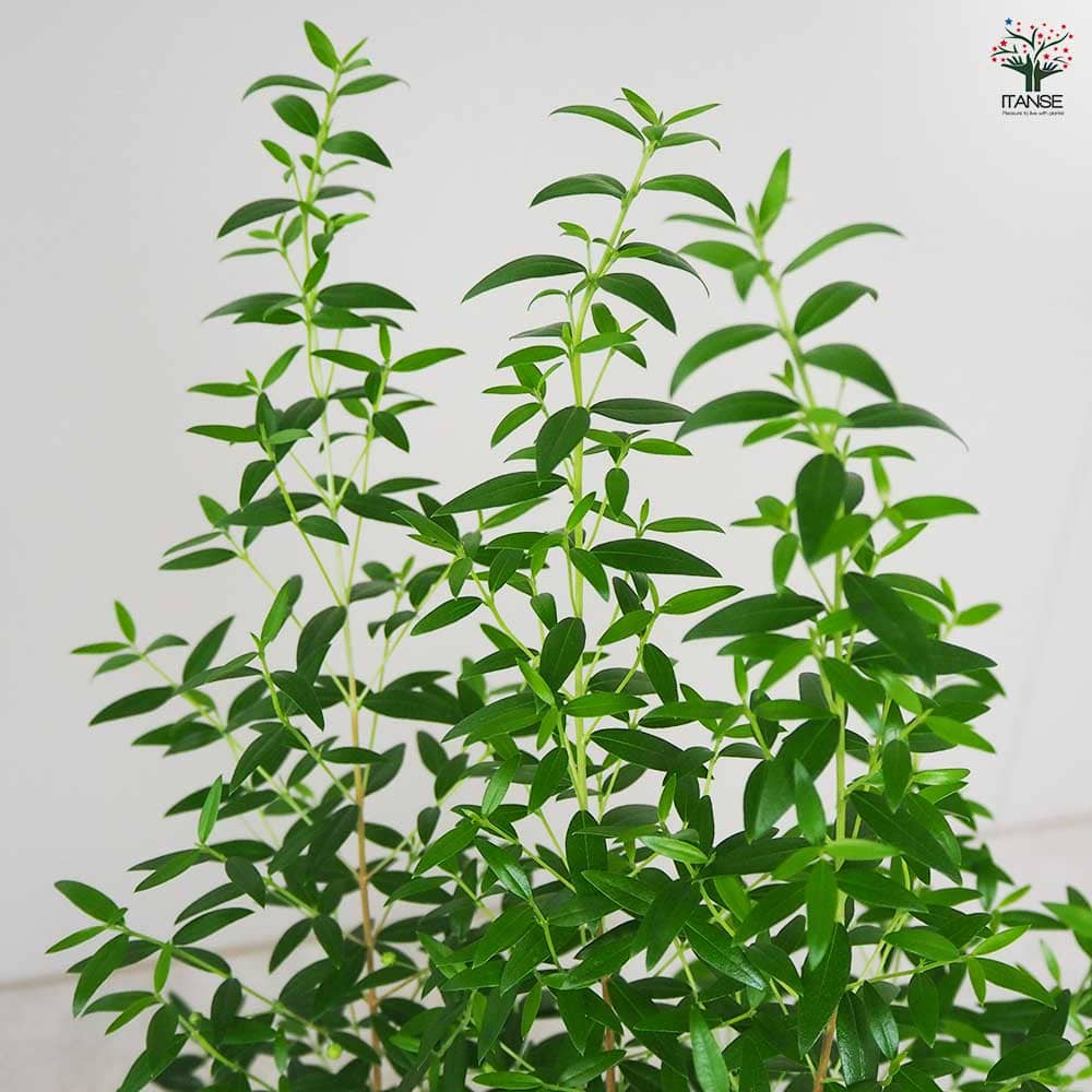 マートル(銀梅花) コンパクタ 【花木苗 5号鉢／1個売り】