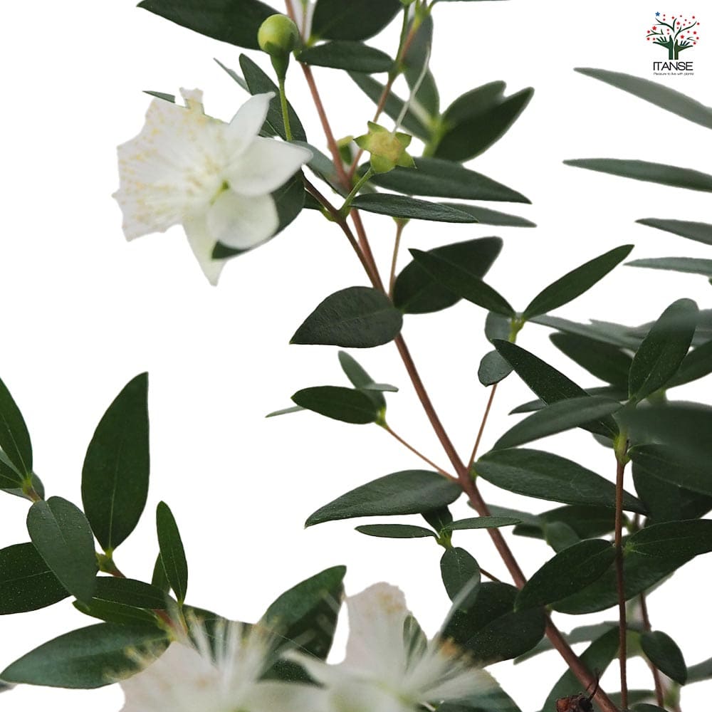 マートル(銀梅花) コンパクタ 【花木苗 5号鉢／1個売り】