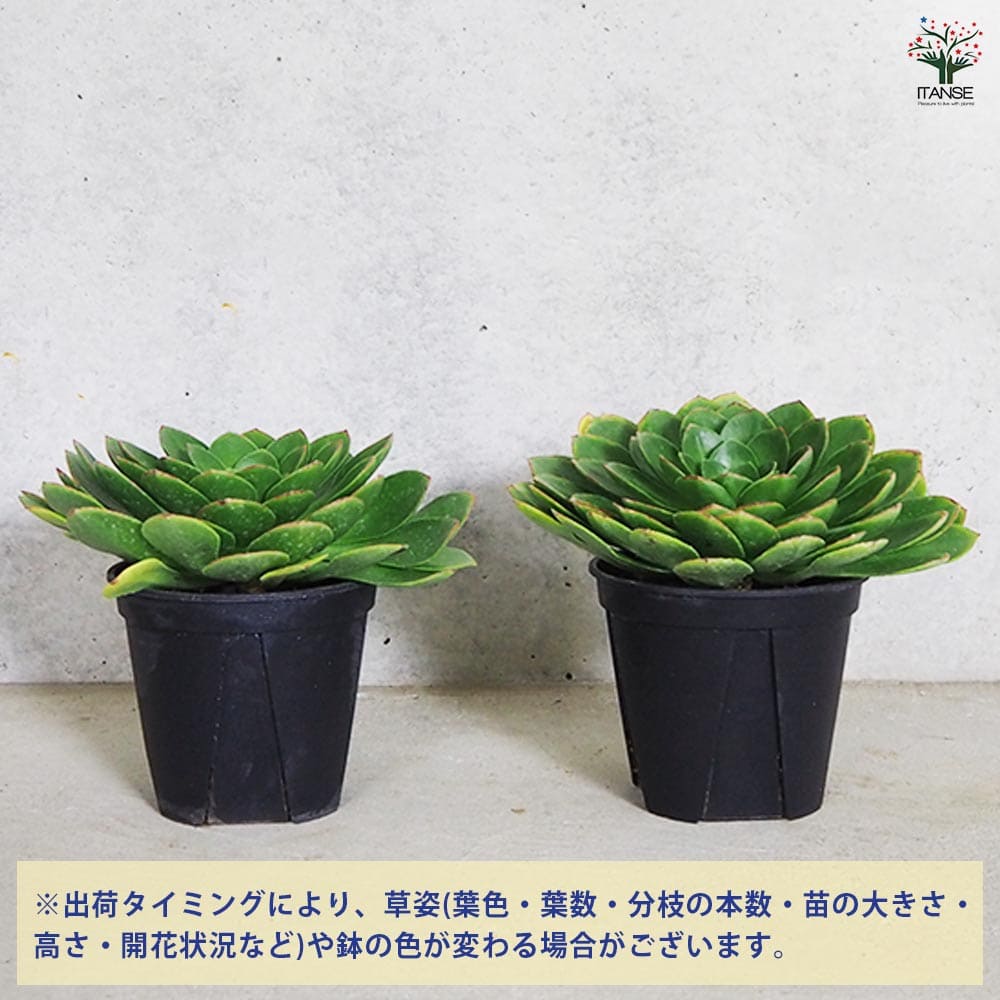 センポニウム ダイヤモンド 【多肉植物 5号／1個売り】｜ 【植物