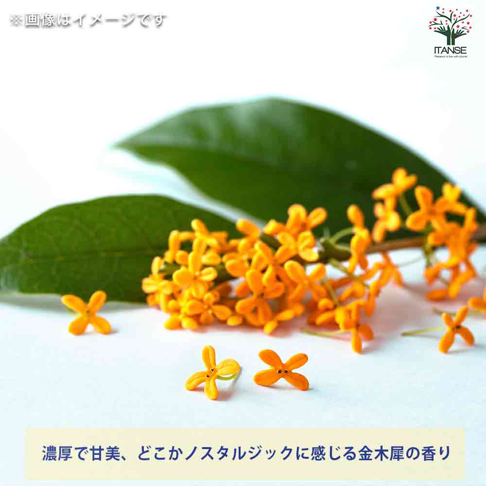 ミニハンドクリーム20g KINMOKUSEI(金木犀) 【香り系 ハンドクリーム