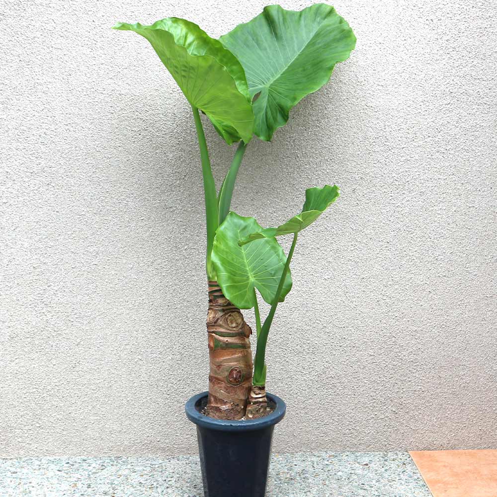 クワズイモ　斑入り　７号鉢つき　極上斑入り❗ クワズイモ 斑入り 7号鉢つき 極上斑入り❗