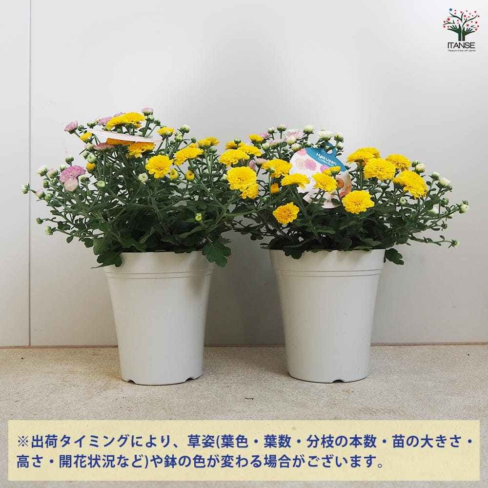 ガーデンマム・ジジ 3色寄せ植え 【花苗 4号】｜ 【植物のITANSE