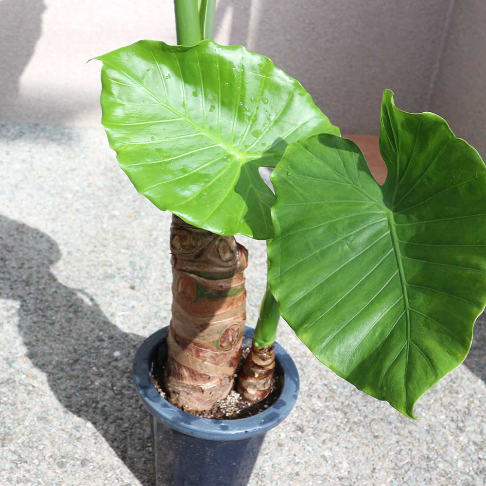 観葉植物 クワズイモ【観葉植物 7号プラスチック鉢 中型／1個売り