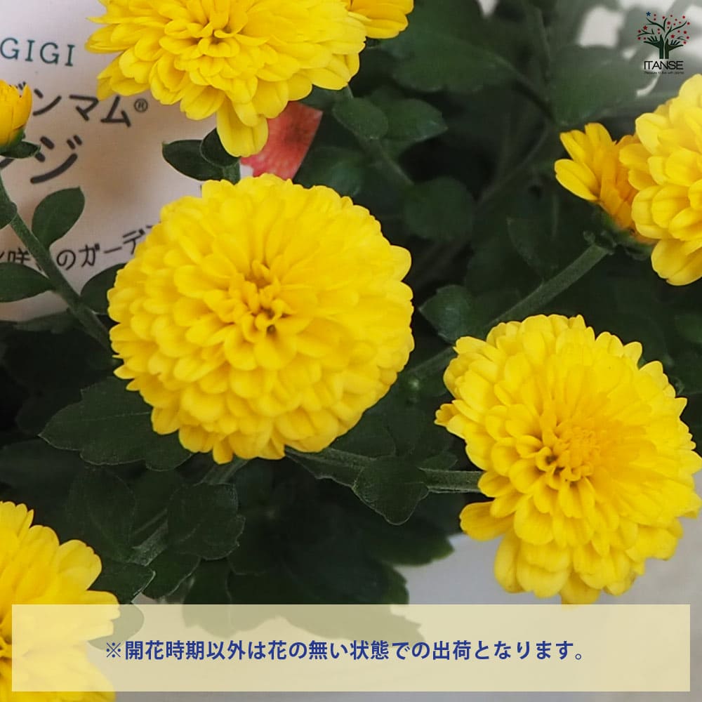 ガーデンマム・ジジ 3色寄せ植え 【花苗 4号】｜ 【植物のITANSE
