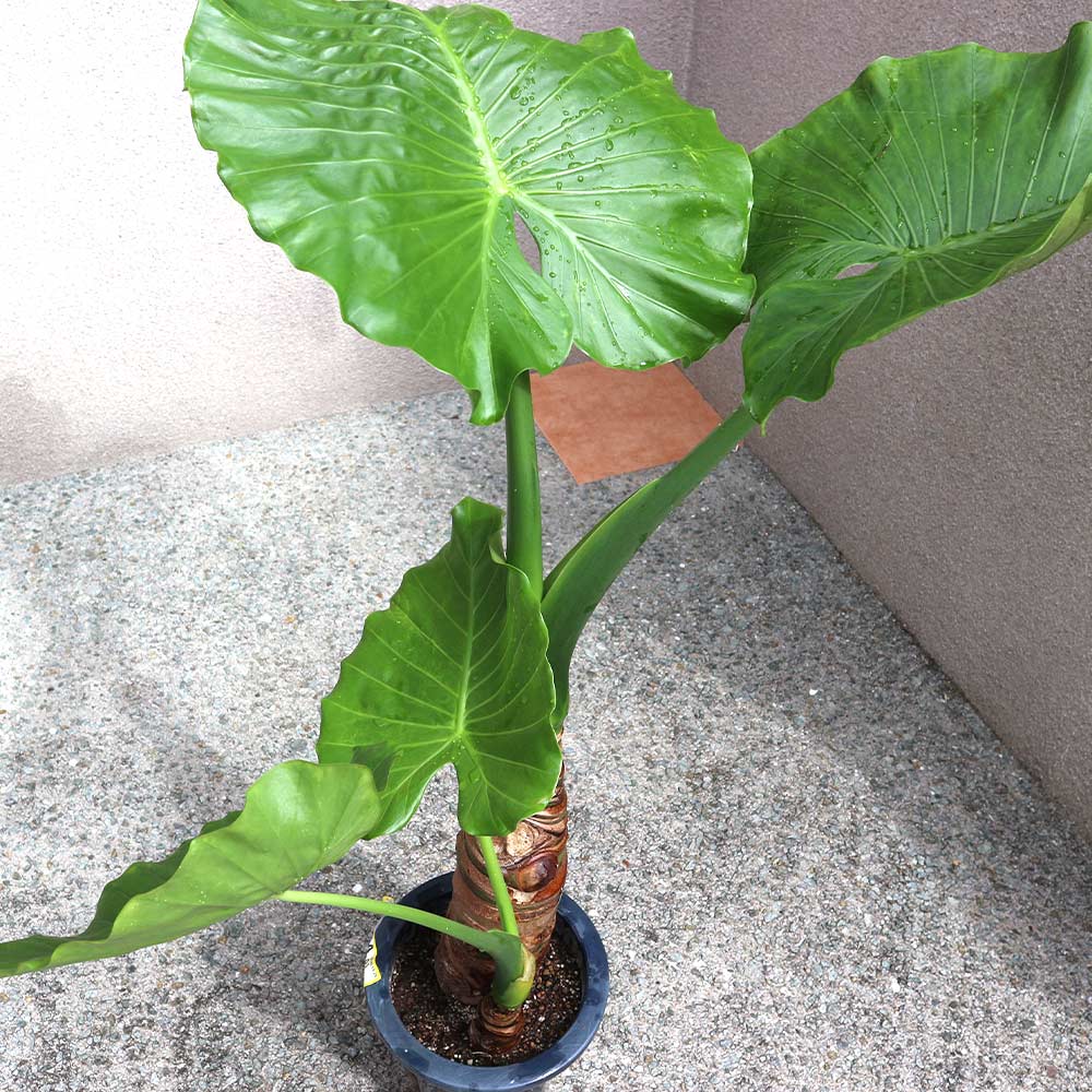 観葉植物 クワズイモ【観葉植物 7号プラスチック鉢 中型／1個売り