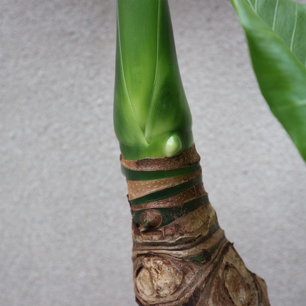 観葉植物 クワズイモ【観葉植物 7号プラスチック鉢 中型／1個売り