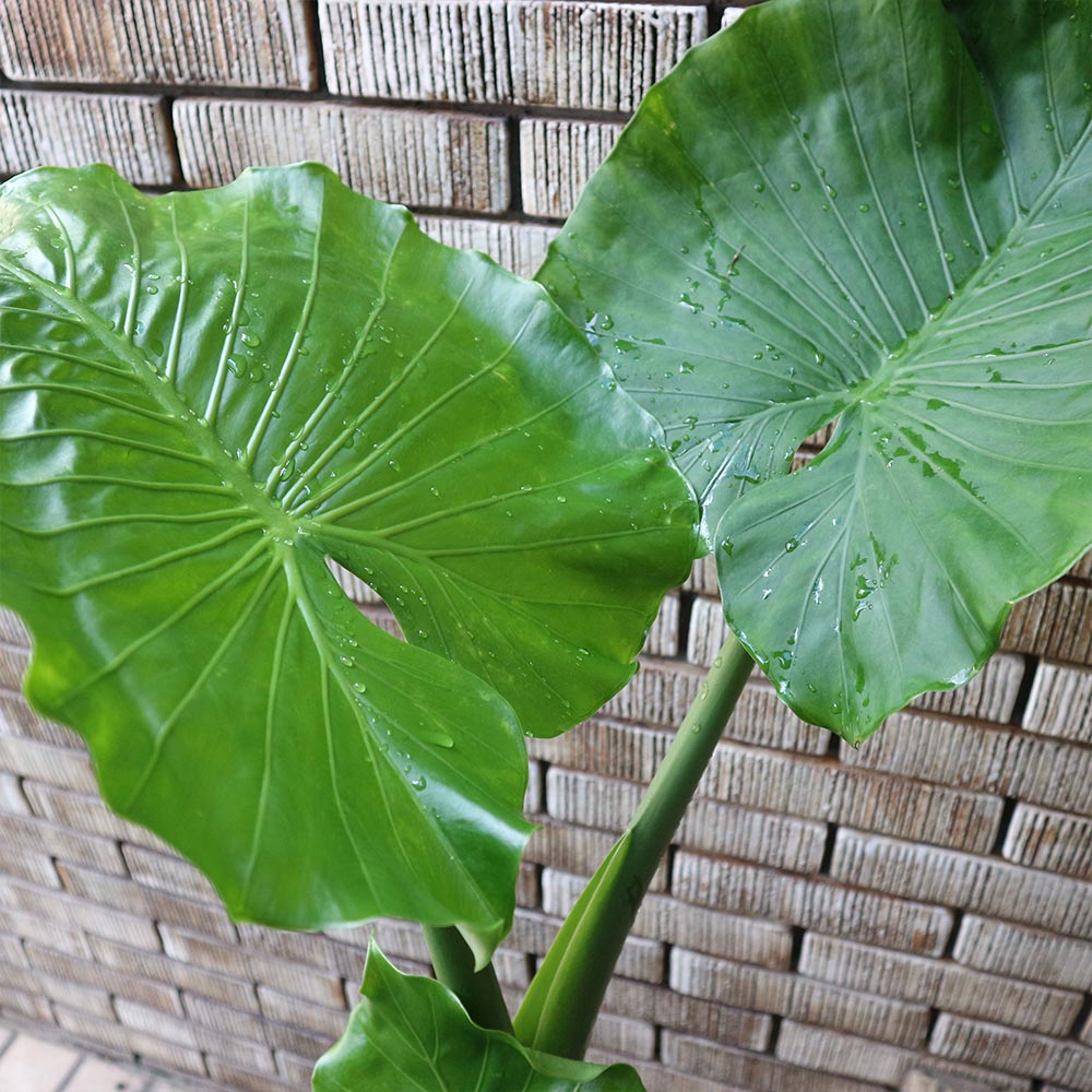 観葉植物 クワズイモ【観葉植物 7号プラスチック鉢 中型／1個売り