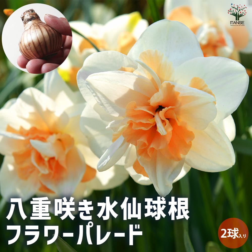 八重咲き水仙 フラワーパレード