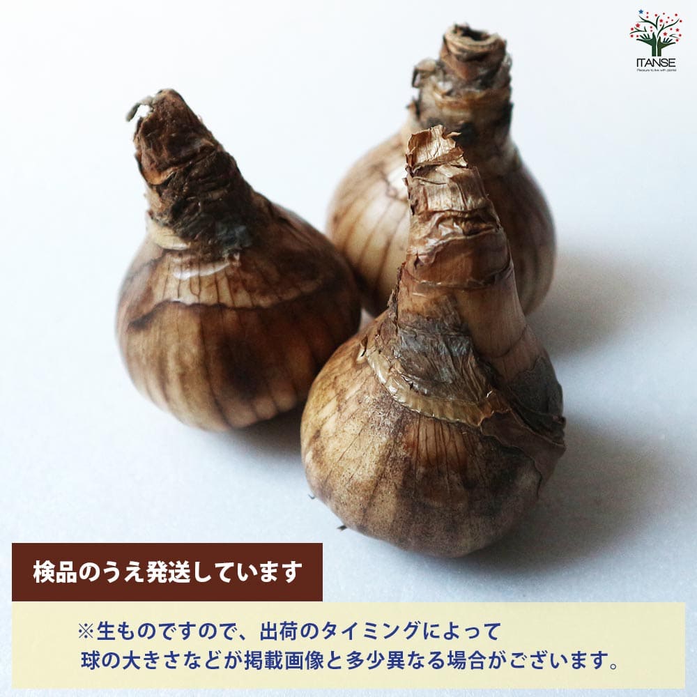 球根 球根 八重咲き水仙 フラワーパレード 【花球根 2球／1個売り
