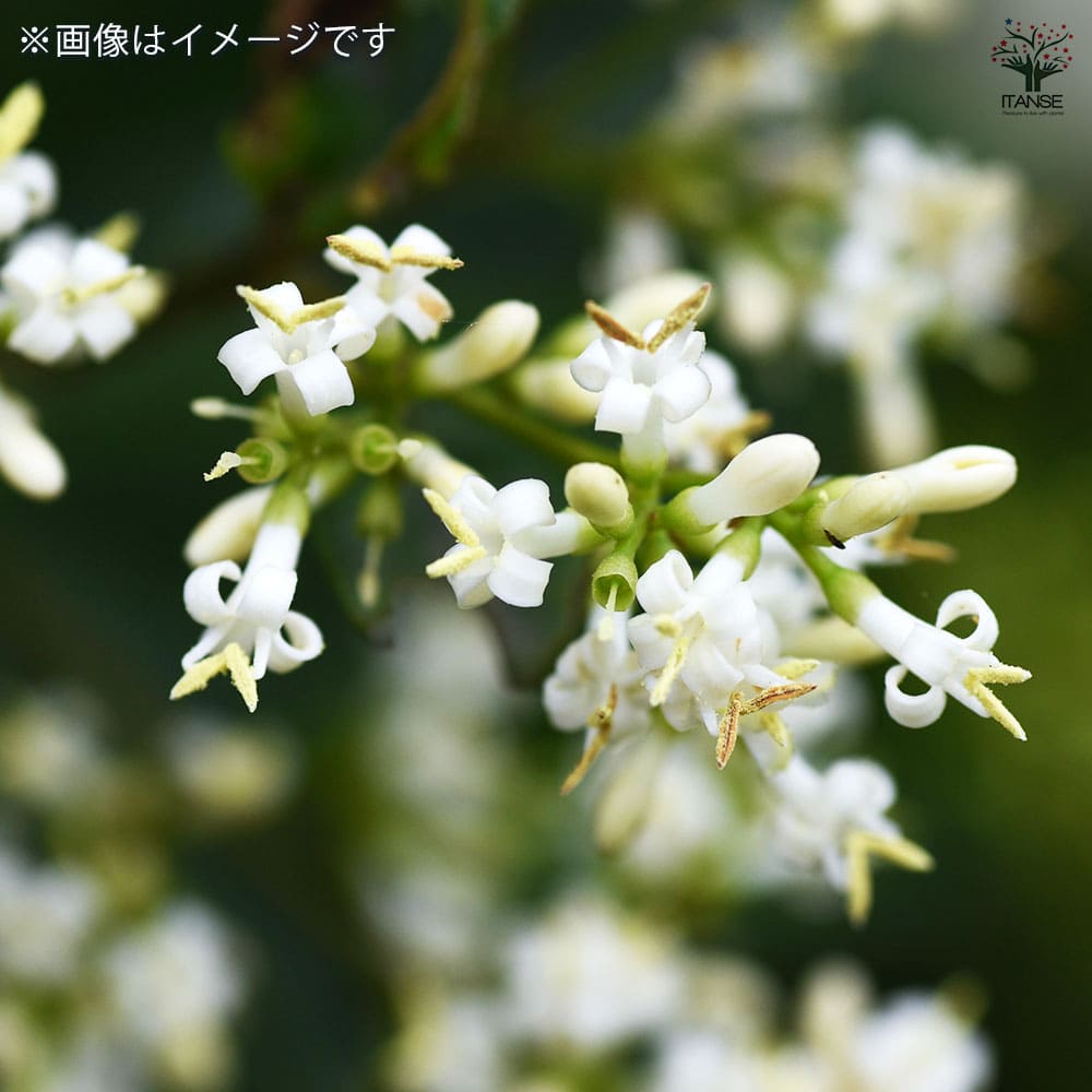 バニラプリペット 【花木苗 7号／1個売り】｜ 【植物のITANSE