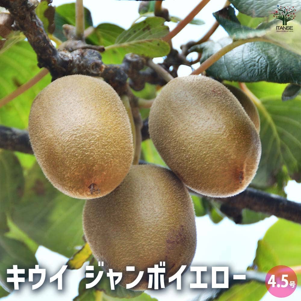 キウイの苗木 ジャンボイエロー  【果樹の苗木 4.5号ポット／1個売り】