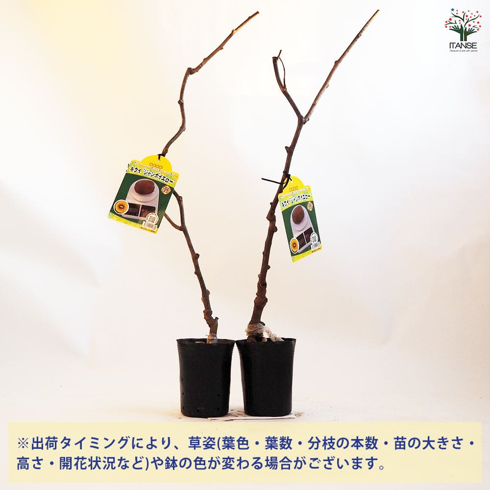 キウイの苗木 ジャンボイエロー  【果樹の苗木 4.5号ポット／1個売り】