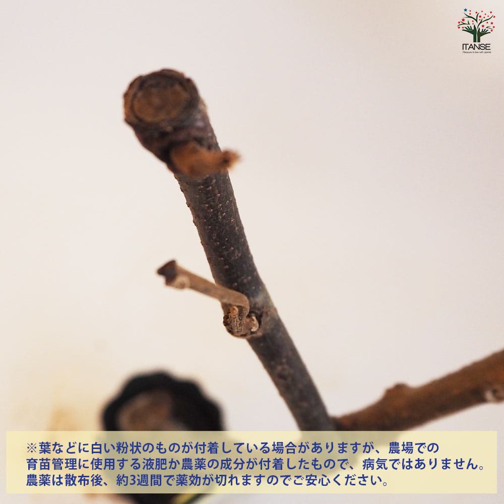 キウイの苗木 ジャンボイエロー  【果樹の苗木 4.5号ポット／1個売り】