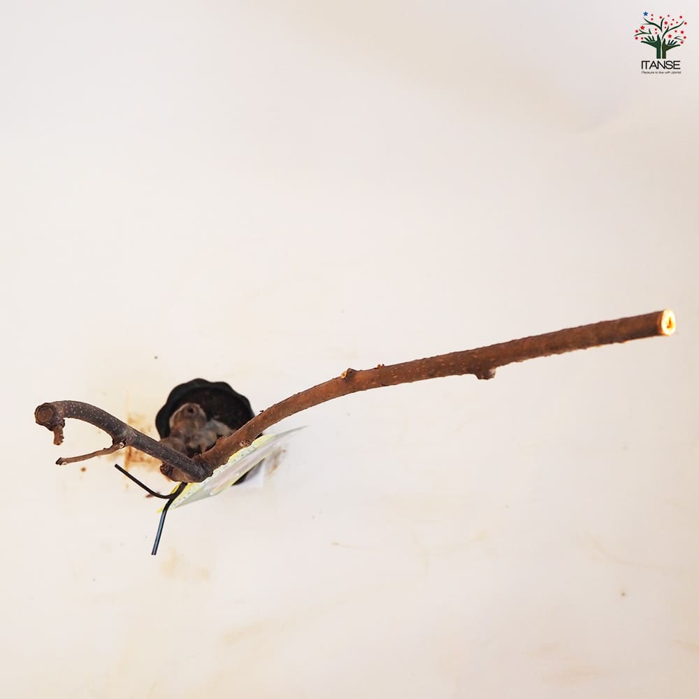 キウイの苗木 ジャンボイエロー  【果樹の苗木 4.5号ポット／1個売り】