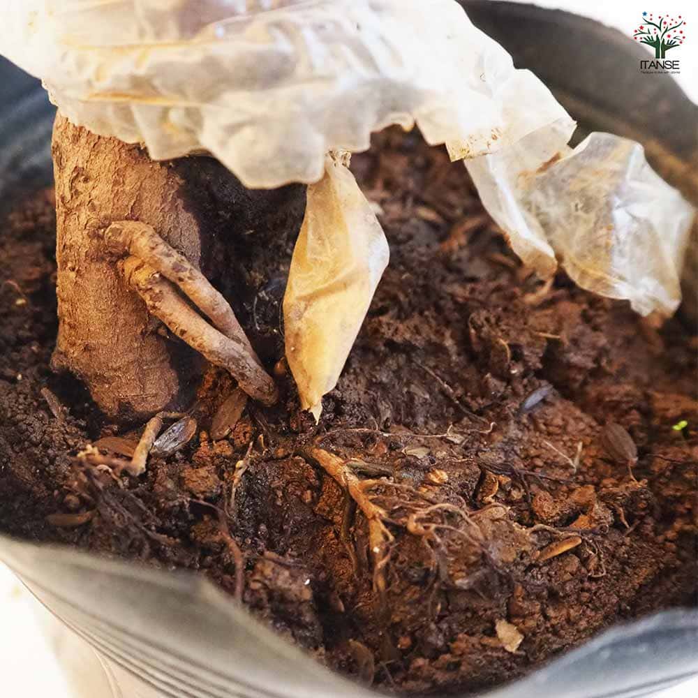 キウイの苗木 ジャンボイエロー  【果樹の苗木 4.5号ポット／1個売り】