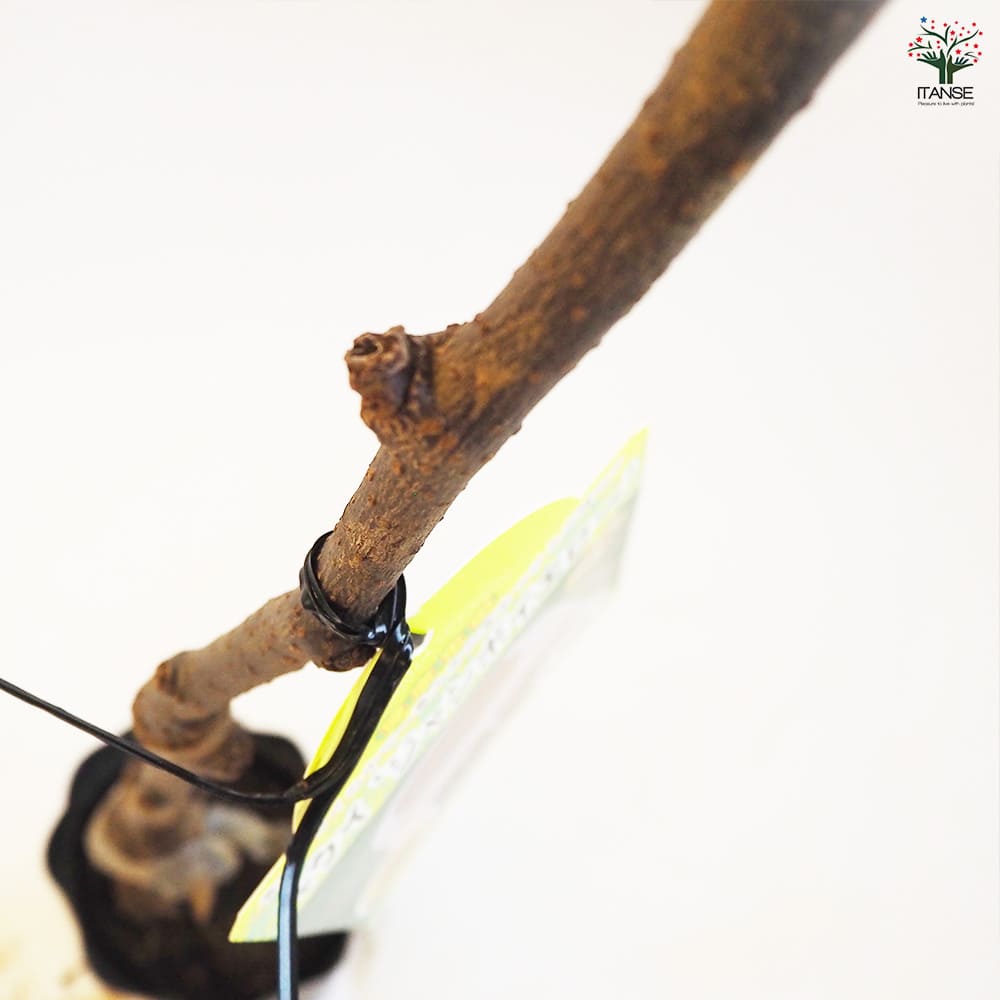 キウイの苗木 ジャンボイエロー  【果樹の苗木 4.5号ポット／1個売り】