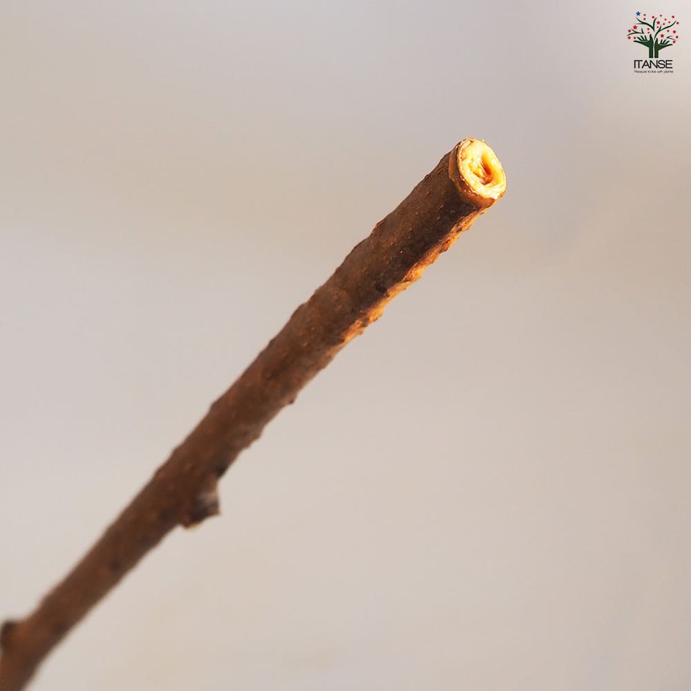 キウイの苗木 ジャンボイエロー  【果樹の苗木 4.5号ポット／1個売り】