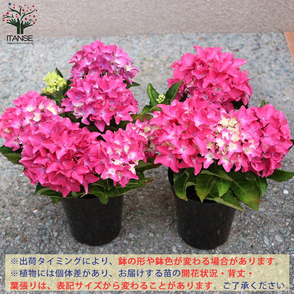 アジサイの苗木 アマランスプチ ピンク【庭木 4号鉢／1個売り