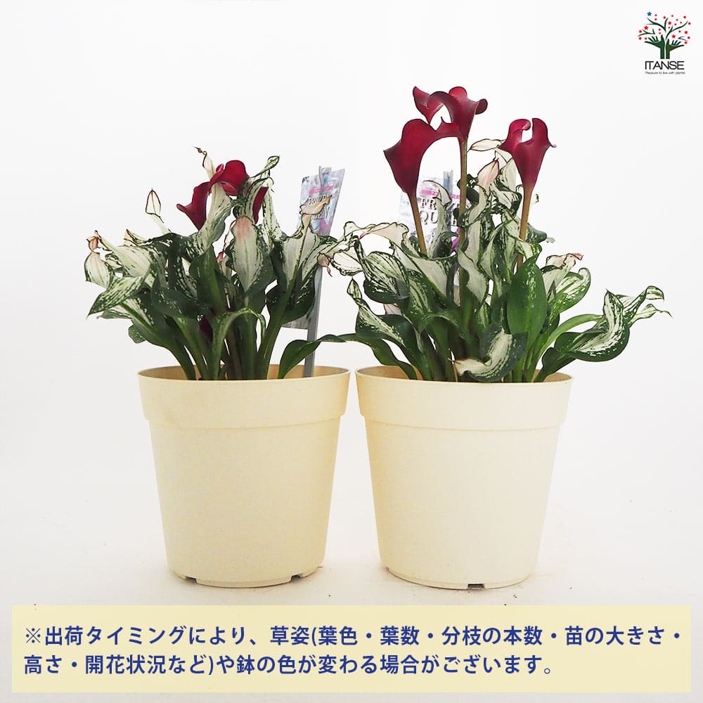 ♡ハイドランジア♡アジサイ♡福岡アジサイ フブキ♡5号鉢♡