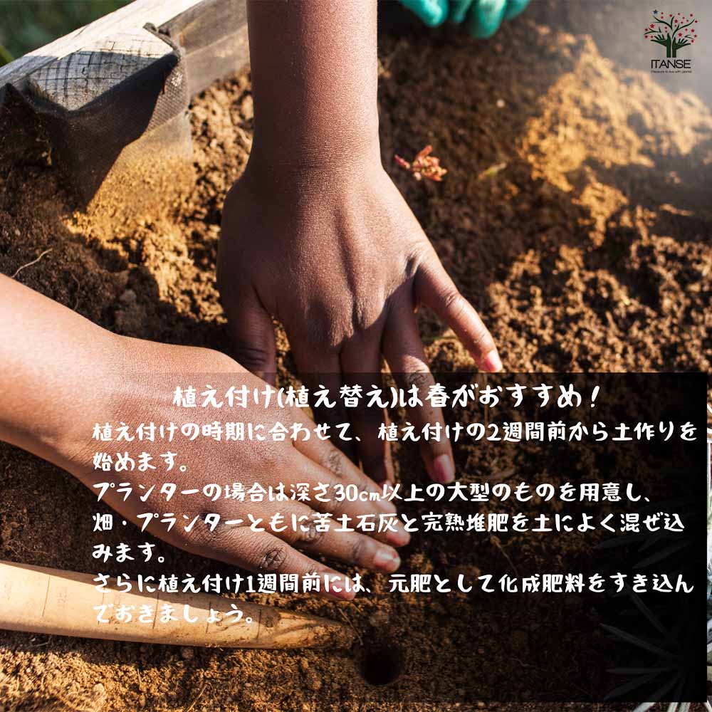 アスパラガスの苗 「土にこだわり！」の、農家さんが完熟堆肥を10アールあたり10トンも施して生産した自信作【野菜の苗 大株 7号鉢大苗／1個売り】