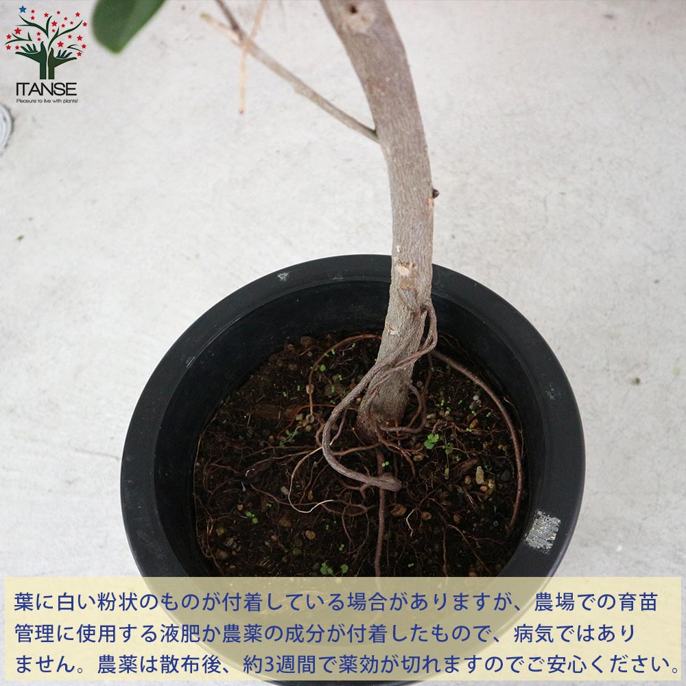 【11/15まで特価】希少 フィカス ジャンボリーフ 曲がり 観葉植物 大型 現品］【希少】2番 フィカス ジャンボリーフ 曲がり 8号 観葉植物 室内