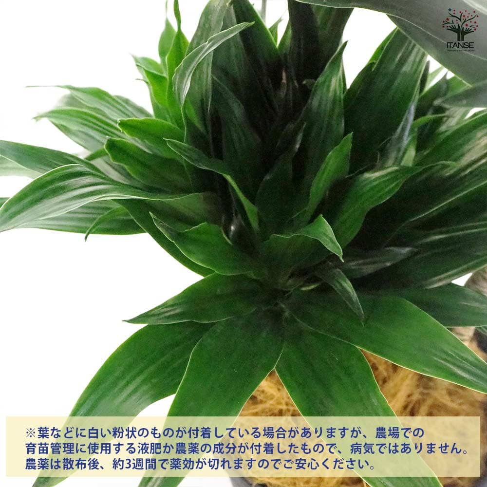 ドラセナ ジャネットクレイガイコンパクタ 【観葉植物 8号鉢／1個売り】｜ 【植物のＩＴＡＮＳＥ】全品送料無料・即出荷!