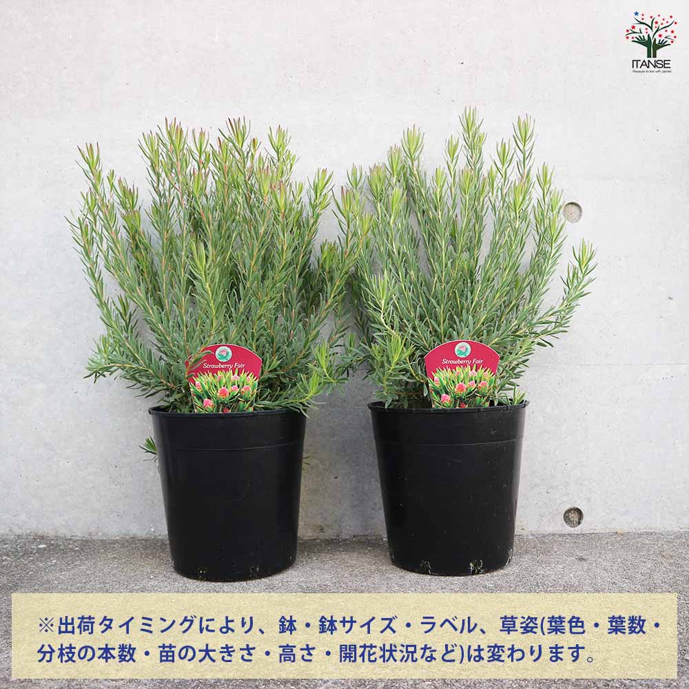 リューカデンドロン ストロベリーフェア 【花木苗 7号／1個売り