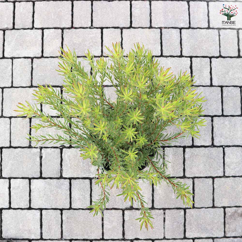 リューカデンドロン ストロベリーフェア 【花木苗 7号／1個売り