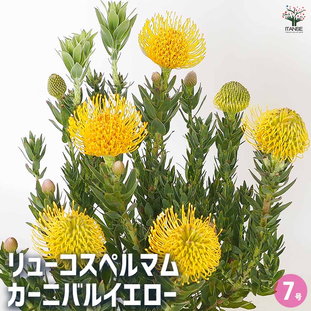 リューコスペルマム カーニバルイエロー　大株 リューコスペルマム カーニバルイエロー 【花木苗 7号／1個売り