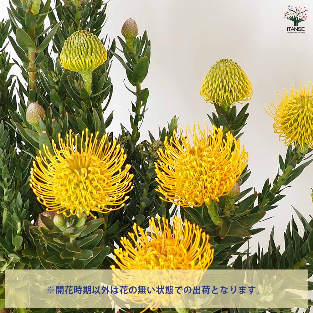 リューコスペルマム カーニバルイエロー 【花木苗 7号／1個売り
