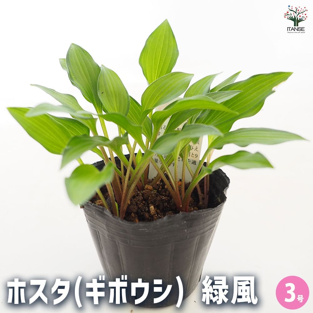 ホスタ(ギボウシ) 緑風(りょくふう) 【花苗 3号】｜ 【植物の
