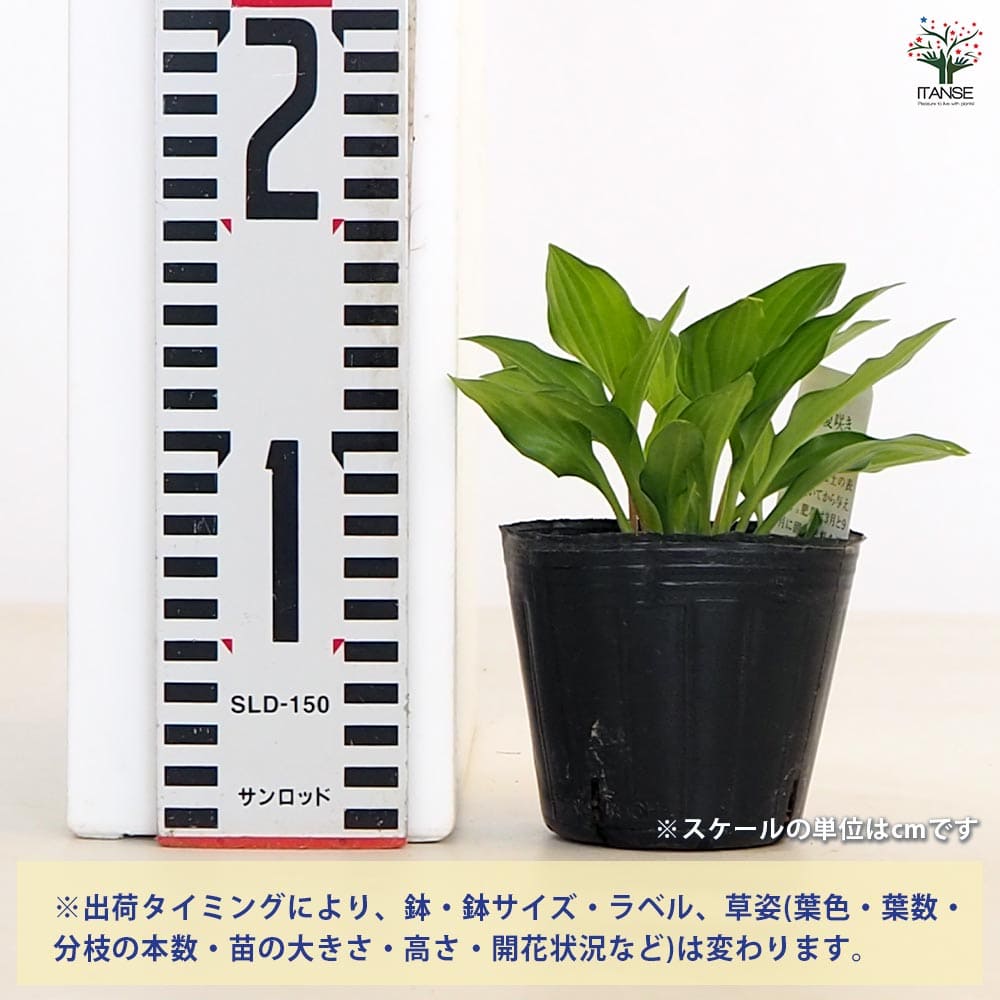 ホスタ(ギボウシ) 緑風(りょくふう) 【花苗 3号】