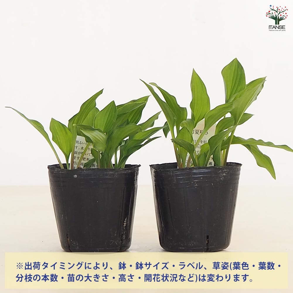 ホスタ(ギボウシ) 緑風(りょくふう) 【花苗 3号】