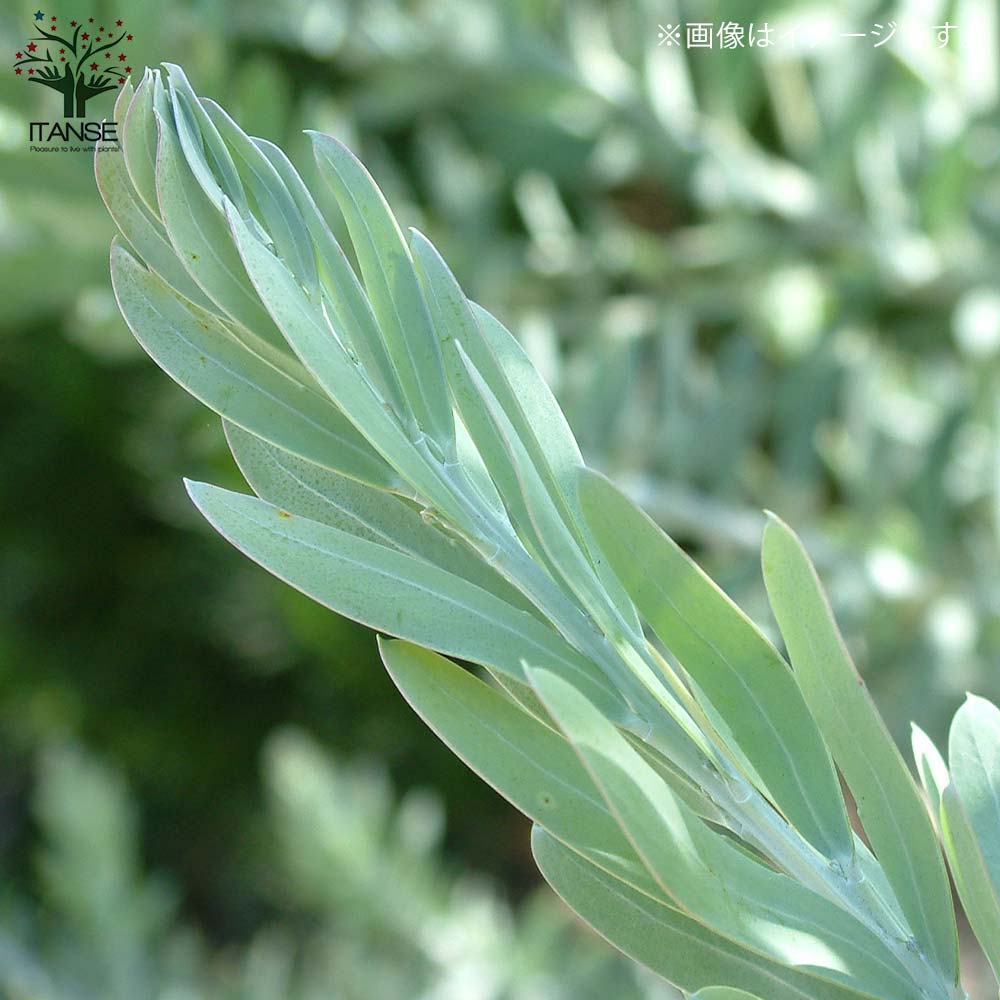 アカシア ブルーブッシュ 【庭木 2.5号ポット 花木／1個売り