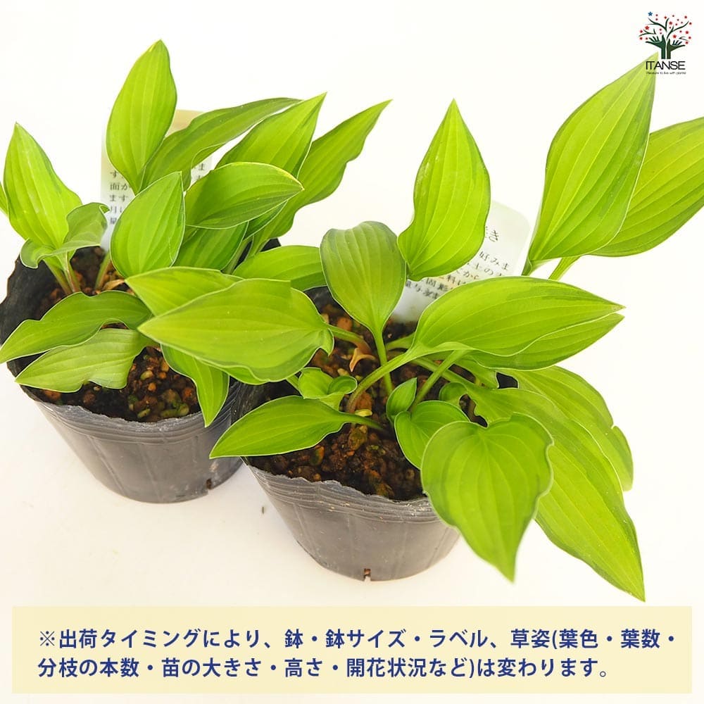ホスタ(ギボウシ) 緑風(りょくふう) 【花苗 3号】｜ 【植物の