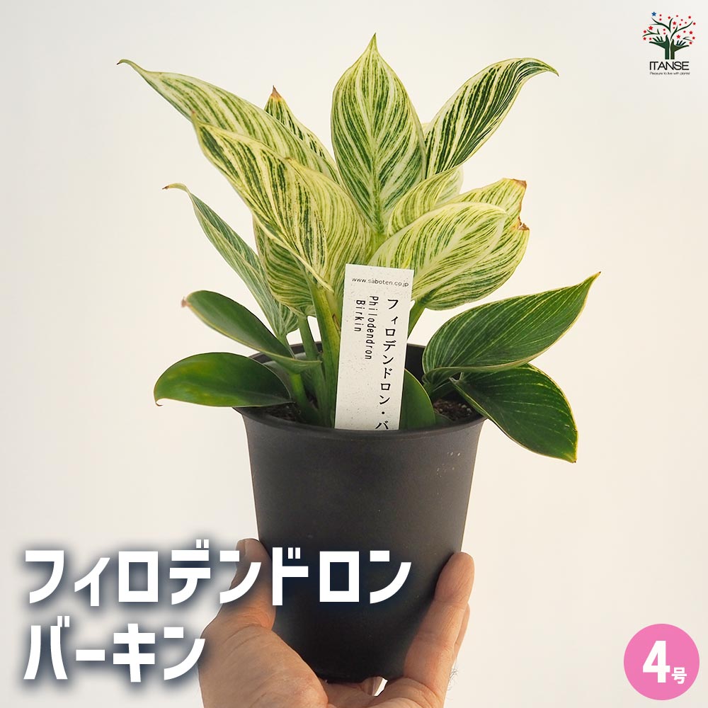 フィロデンドロン バーキン 【観葉植物 4号／1個売り】