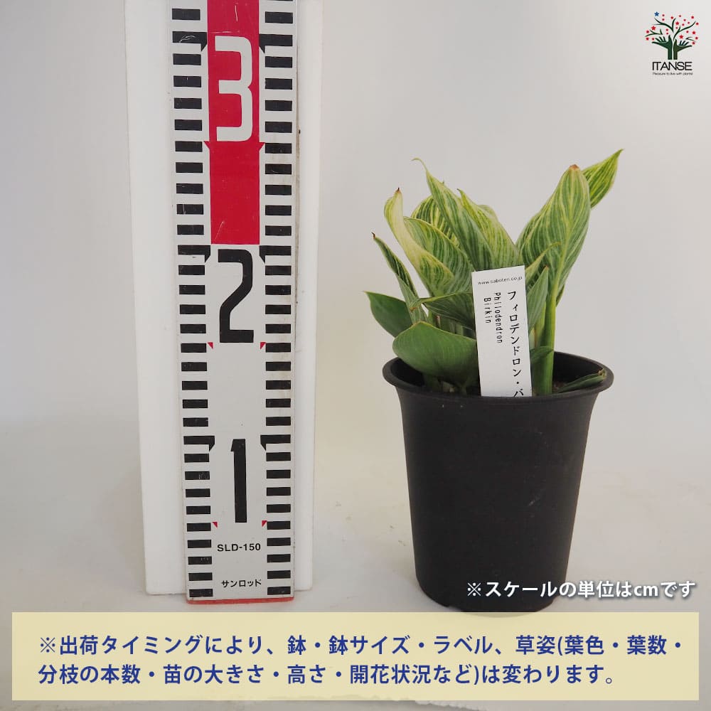 フィロデンドロン バーキン 【観葉植物 4号／1個売り】